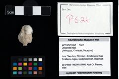 Foto (Objekt + Etikett) von Decapoda indet.  (NHMW-GEO-2014-0194-0624)